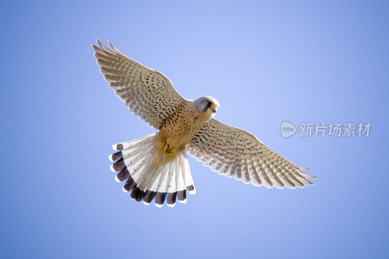 红隼(Falco tinunculus)